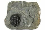 Detailed Gerastos Trilobite Fossil - Morocco #347360-2